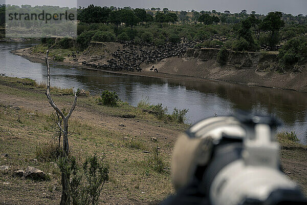 Wildebeest river crossing with camera in foreground