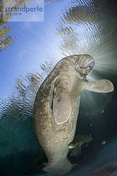 Endangered Florida Manatee  Trichechus manatus latirostris  at Three Sisters Spring in Crystal River  Florida  USA. The Florida Manatee is a subspecies of the West Indian Manatee.