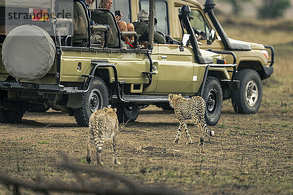 Two cheetahs walk towards jeep on savannah