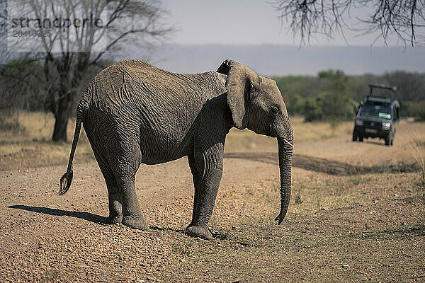 African elephant standing on track near jeep