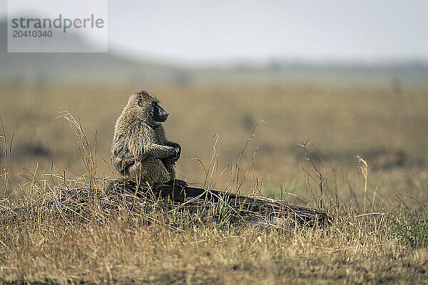 Olive baboon sits on log in profile