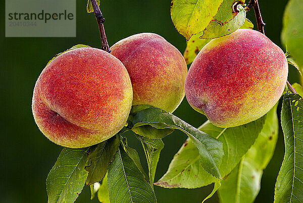 Close up of ripe peaches on a tree branch