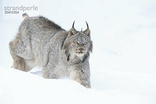 Canadian Lynx in the snow along the roadways of the Yukon.