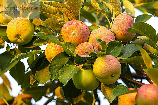 Close up of golden apples on a tree branch at sun rise