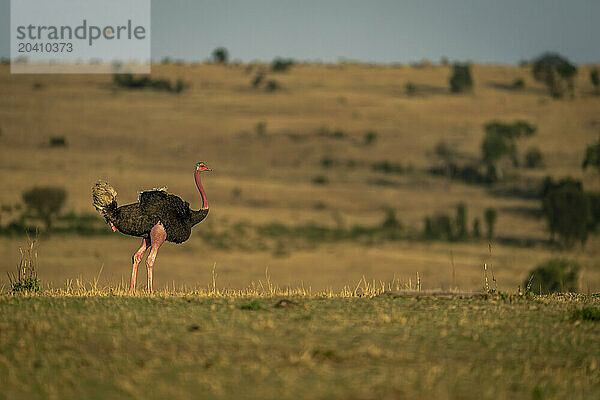 Male common ostrich on horizon in profile