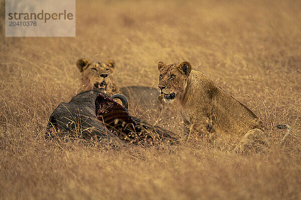 Lioness sits by male lion near carcase