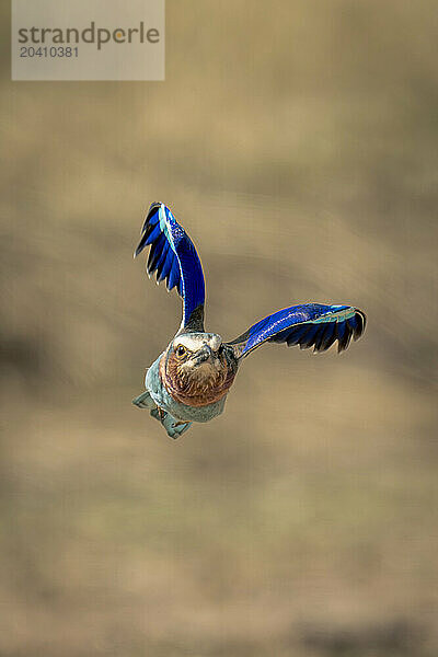 Lilac-breasted roller flies over grass lifting wings