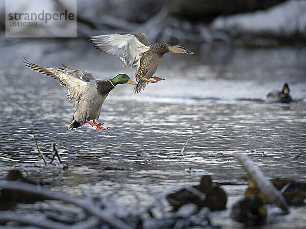 Mallards land on an unfrozen section of a Southcentral Alaska stream in early December. As long as food and open water are available  some hardy ducks will remain in the region year-round.