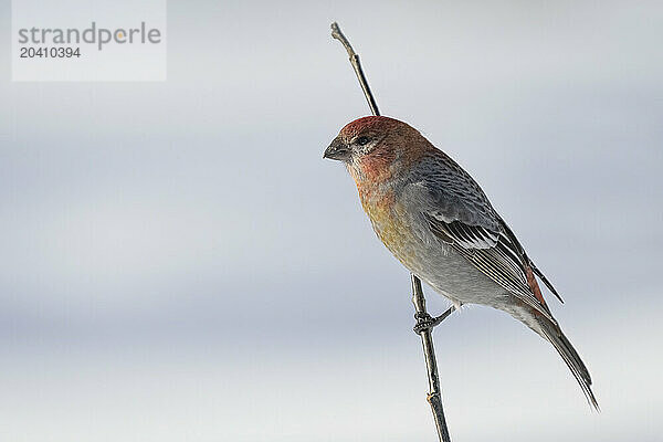 Pine grosbeak (female)
(Pinicola enucleator)