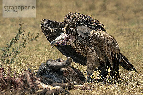 Lappet-faced vulture crouches over blue wildebeest carcase