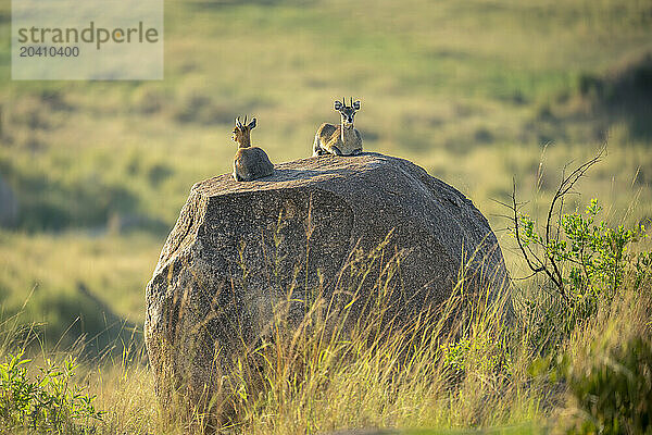 Two klipspringers lie on kopje at sunrise