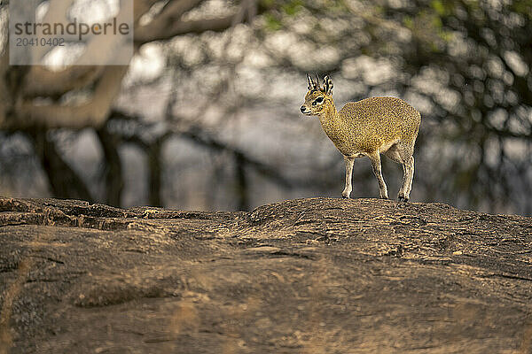 Klipspringer stands on kopje with trees behind