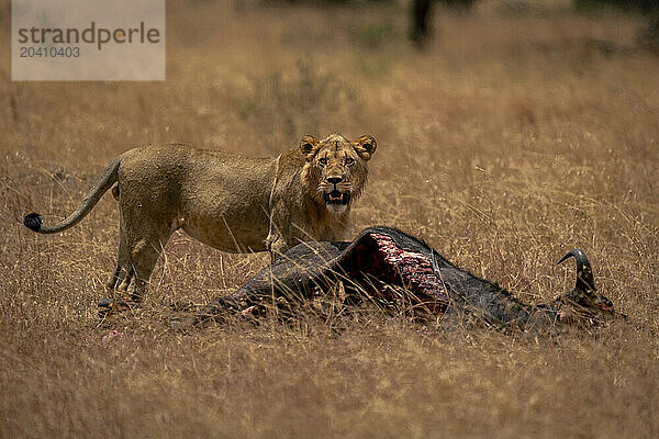 Young male lion stands guarding wildebeest carcase