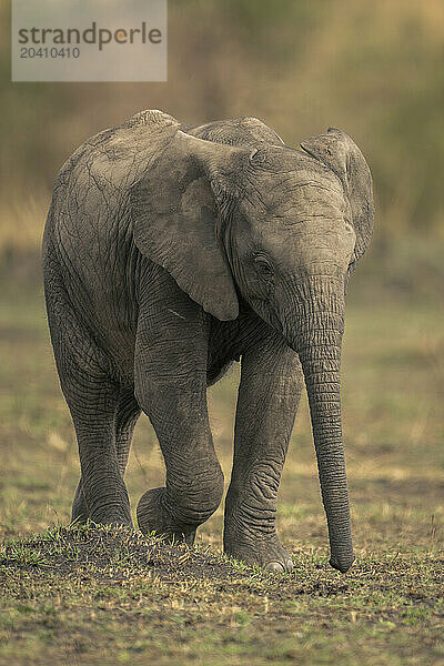 Baby African bush elephant walks across grassland