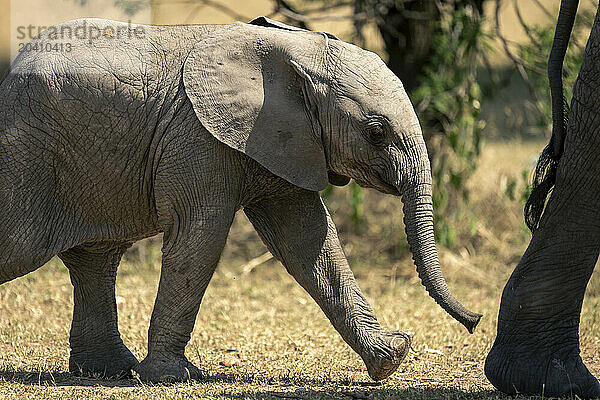 Close-up of African elephant calf following mother