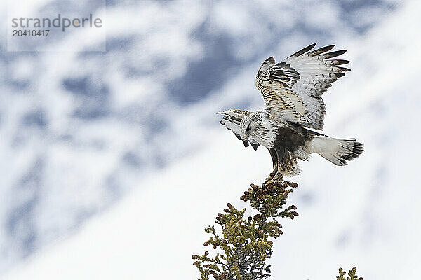 Rough-legged hawk (Buteo lagopus)