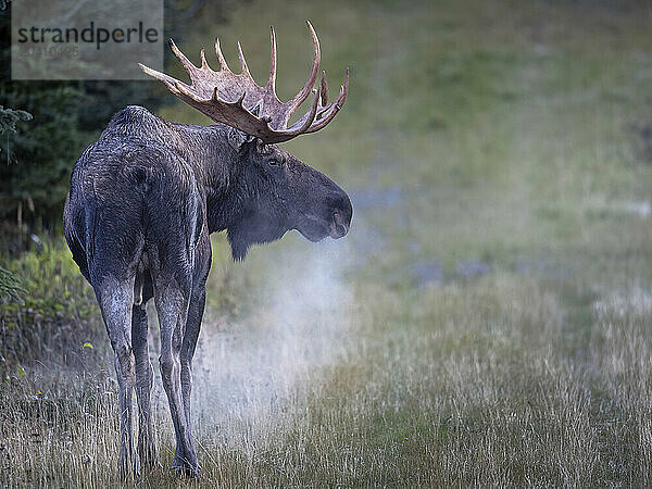 A bull moose  Alces alces  its hot breath creating steam in the cool fall air  sizes up the competition in a Southcentral Alaska meadow during the September rut  or breeding season. Moose are the largest member of the deer family. The animals are circumpolar and the Alaska-Yukon race  Alces alces gigas  is the largest of all.