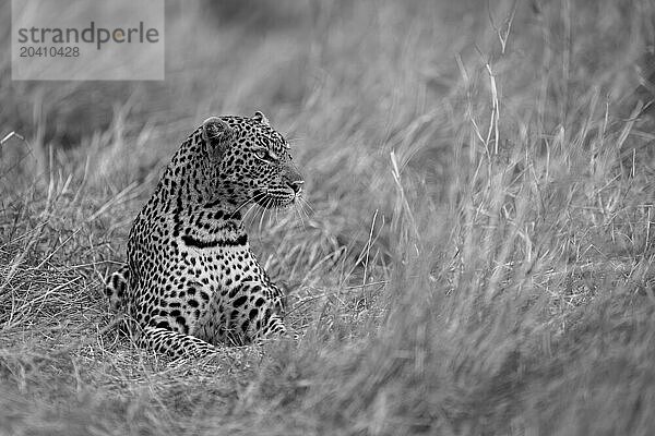 Mono leopard lies in grass looking right