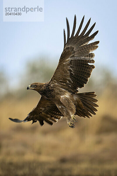 Tawny eagle flies over savannah spreading wings