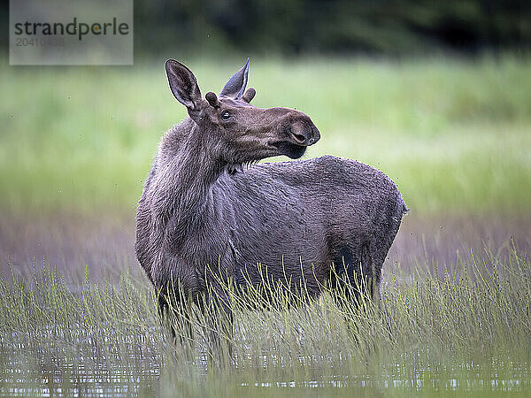 A young bull moose  Alces alces  casts a leery eye as it wades in the shallows of a Southcentral Alaska pond in midsummer. Moose often retreat to ponds  lakes  and streams in the heat of summer to feed  cool off  and escape biting insects.