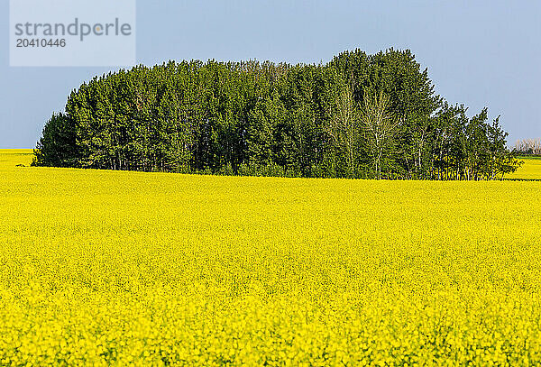 A flowering canola field with a grouping of trees and blue sky