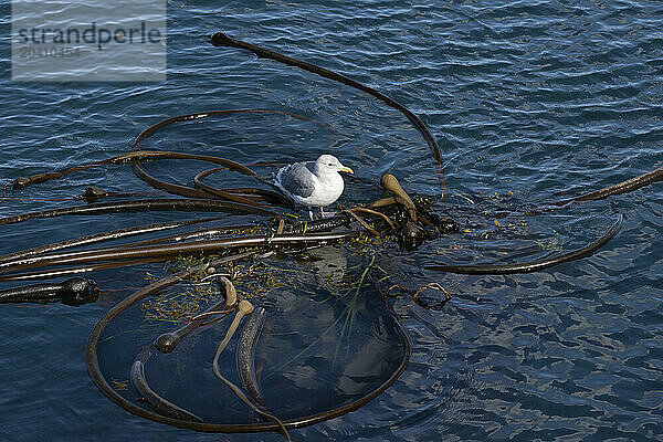 Ogden Point is a deep water port facility located in the southwestern corner of the city of Victoria  British Columbia