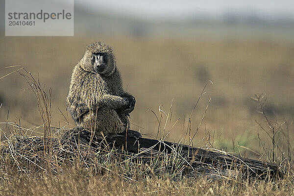 Olive baboon sits on log watching camera