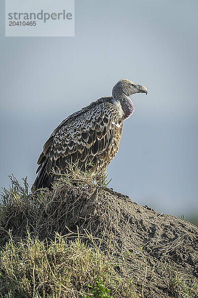 Ruppell vulture on termite mound in profile