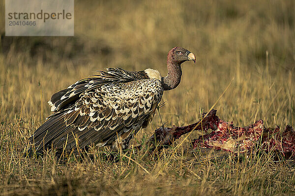 Ruppell vulture with bloodied neck near carcase