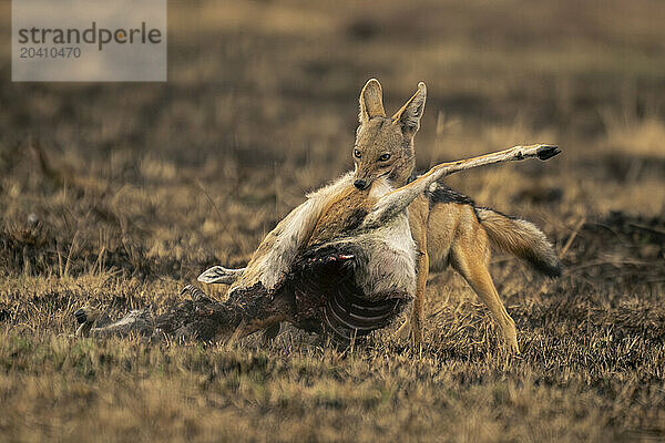 Black-backed jackal stands holding carcase on grassland