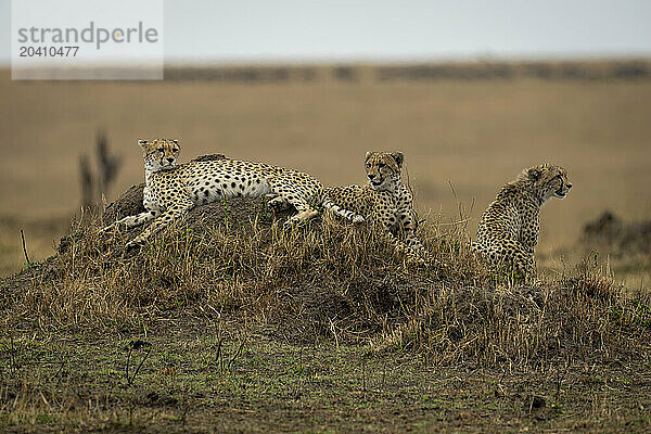 Three cheetahs on termite mound on savannah