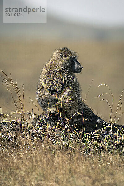 Olive baboon sits on log in savannah