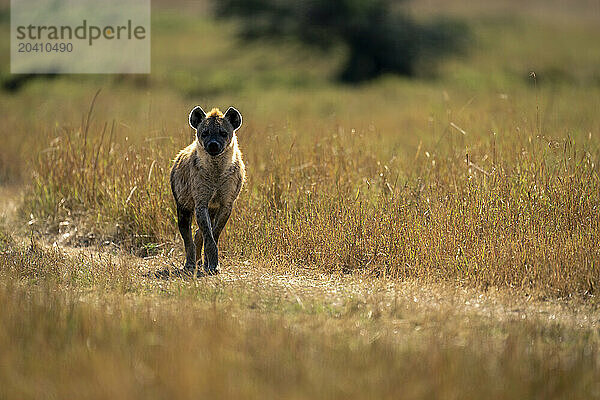 Spotted hyena stands watching camera in savannah