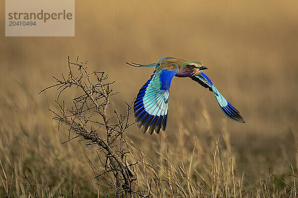 Lilac-breasted roller flies away from dead bush