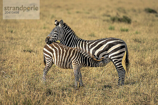 Female zebra nurses foal on sunlt savannah