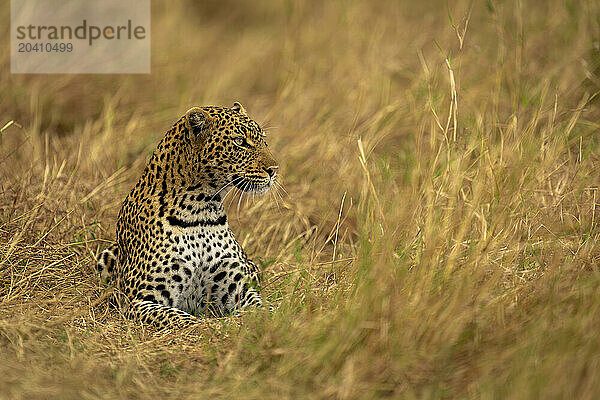 Leopard lies in long grass looking right