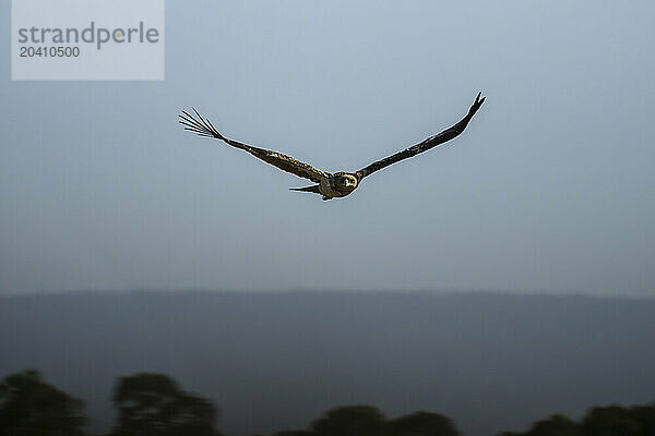 Tawny eagle glides towards camera over trees