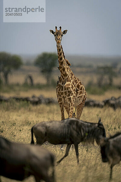 Masai giraffe stands near passing blue wildebeest