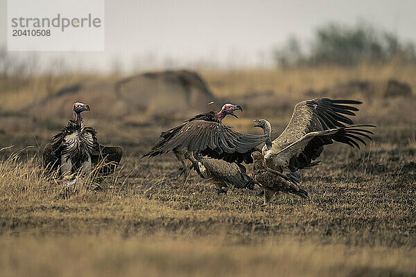 Lappet-faced and white-backed vultures fighting over carcase