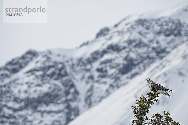 Rough-legged hawk (Buteo lagopus)