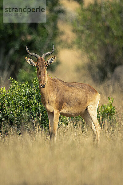 Coke hartebeest stands in savannah watching camera