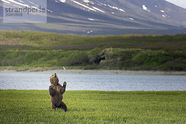 A brown bear  Ursus arctos  appears to dance to music only it can hear last June on the sedge flats overlooking McNeil Cove in southwestern Alaska.