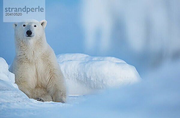 Polar bears in the snow  Churchill Manitoba