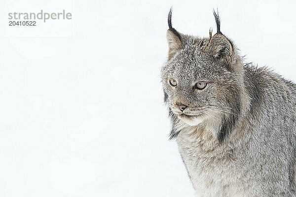 Canadian Lynx in the snow along the roadways of the Yukon.