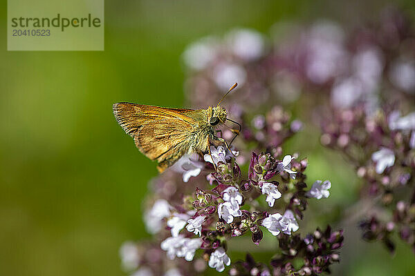 Ochlodes sylvanoides or Woodland Skipper Butterfly gathering nectar from a garden flower.