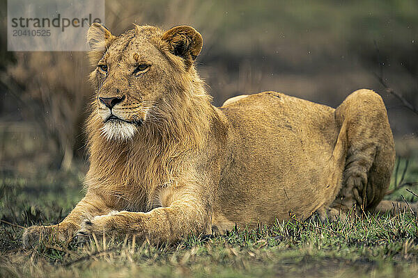 Young male lion lies on short grass