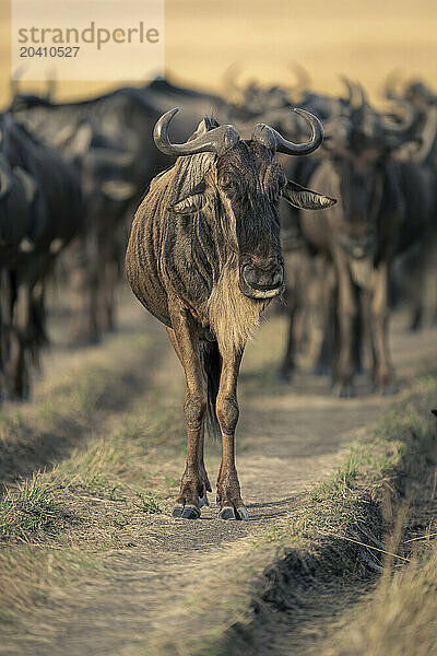 Blue wildebeest stands at head of herd