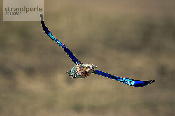 Lilac-breasted roller spreads wings flying over grassland