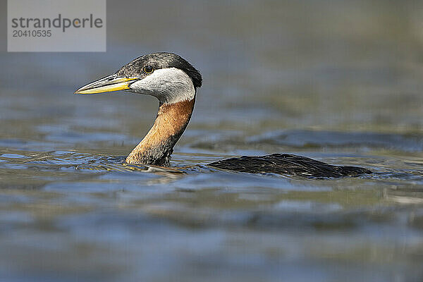 Red-necked grebe (Podiceps grisegena)