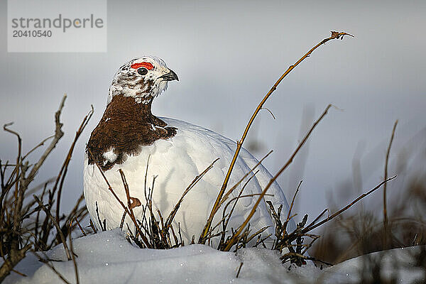 A male willow ptarmigan showing early breeding colors in its neck and eye combs pauses while feeding in Southcentral Alaska's Chugach State Park in early May.